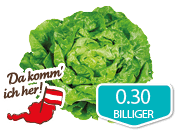 Frischer Häuptelsalat*